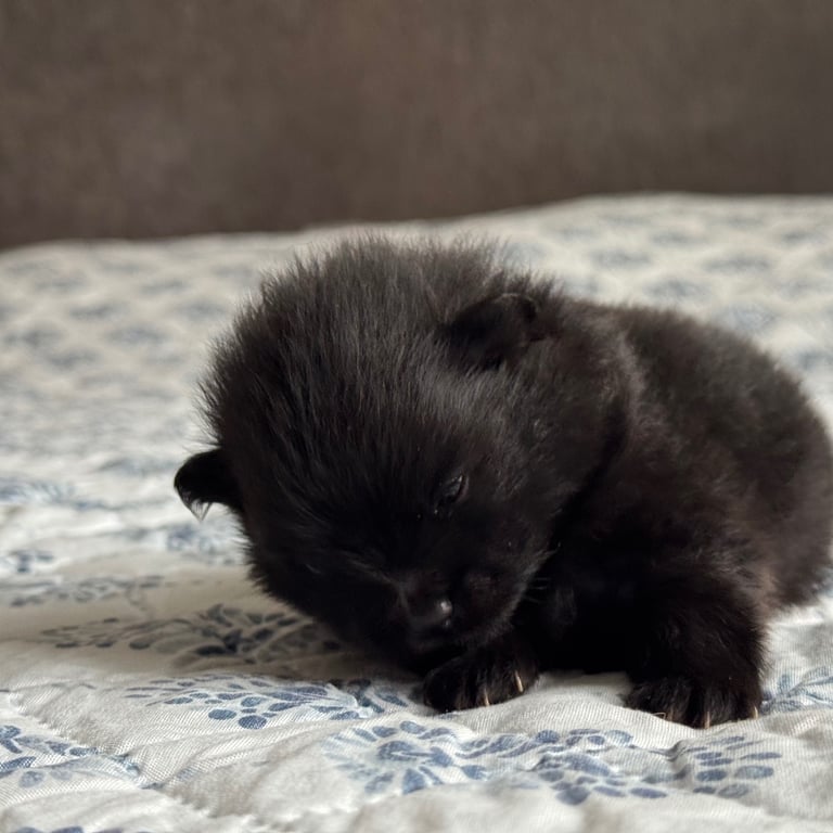 Fluffy and adorable Pomeranian puppies