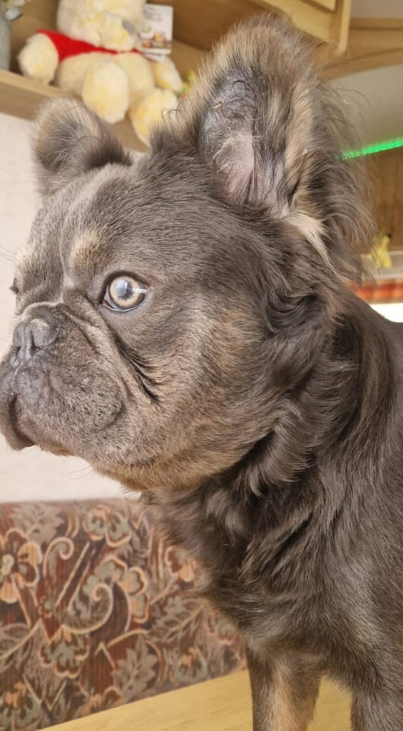 Fluffy French bulldog 