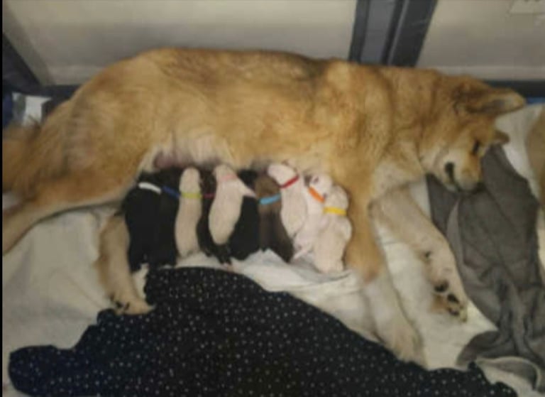 American akita puppies x3