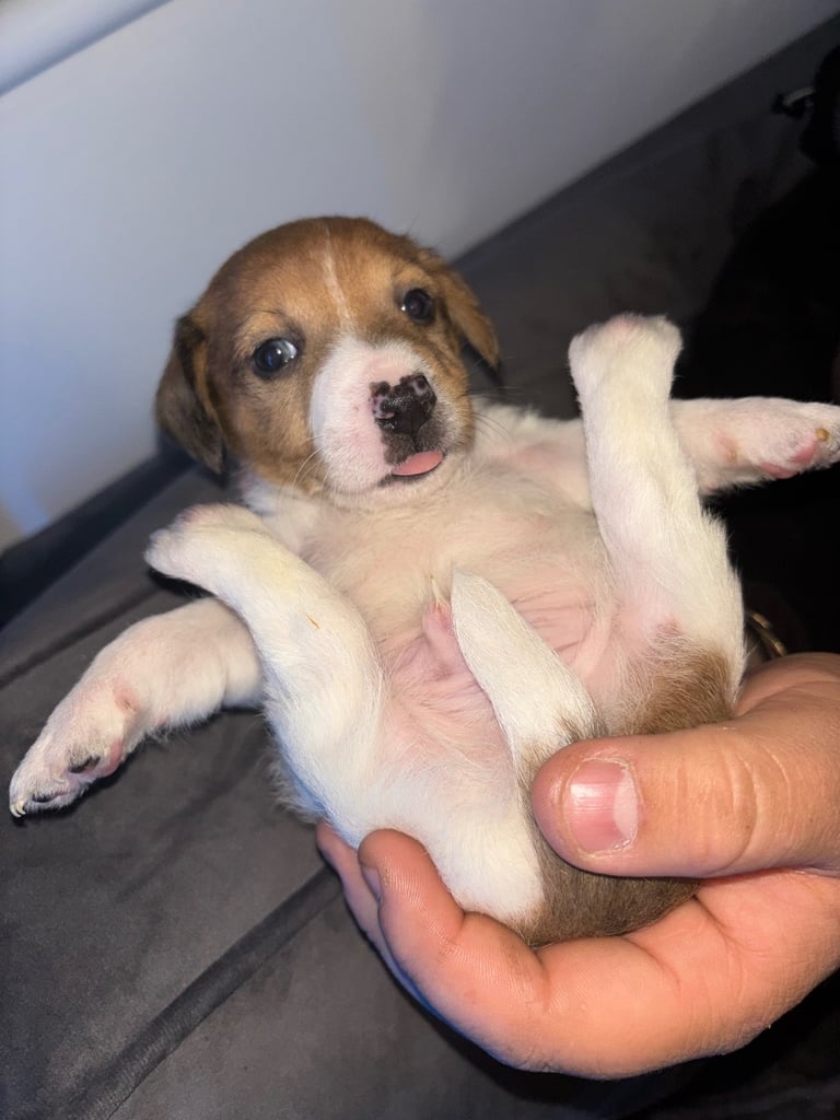 Two gorgeous Jack Russell puppies left