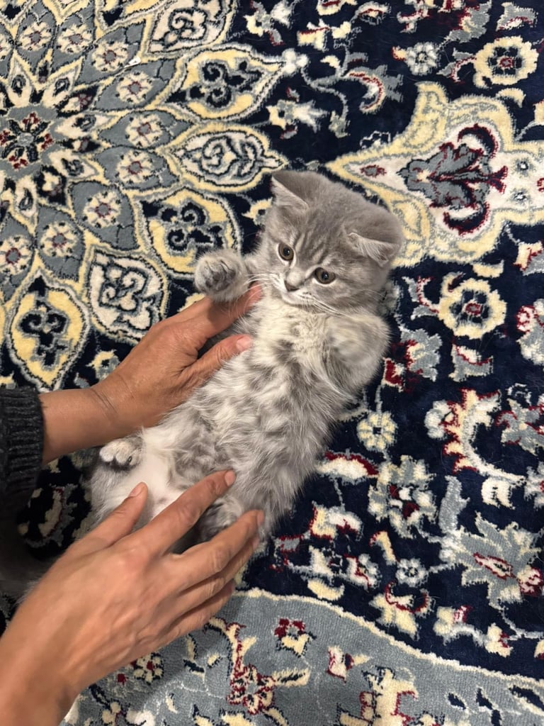 RARE CUTE BRITISH SHORTHAIR KITTEN