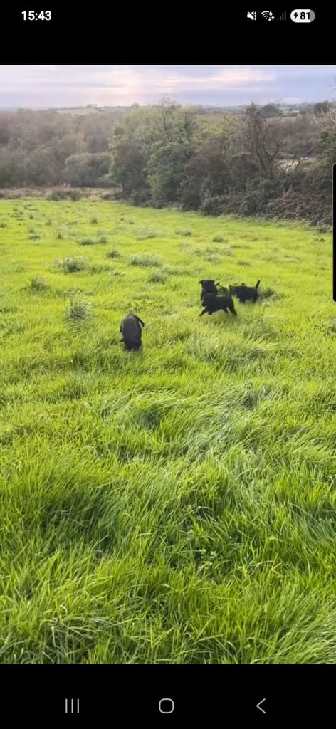 Black Labrador Puppies 