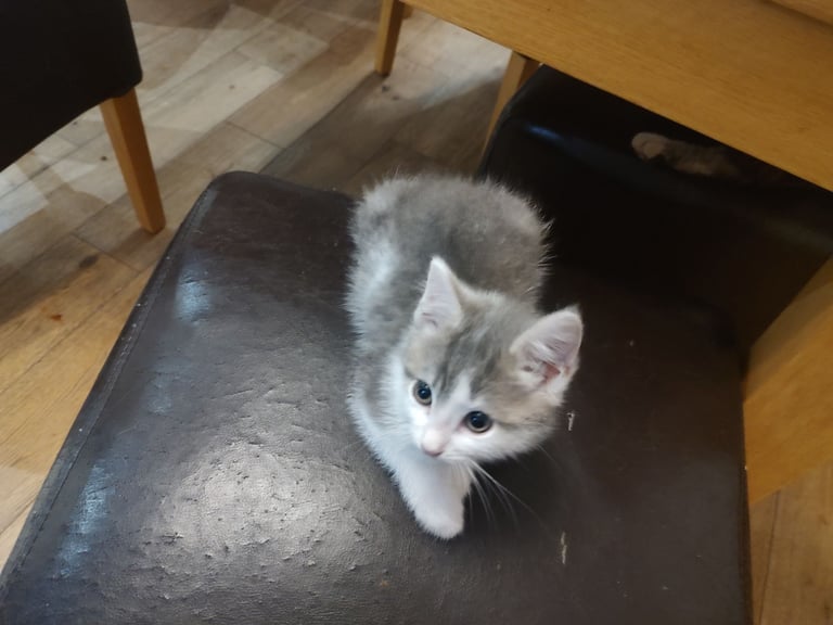 Three stunning kittens available this weekend 