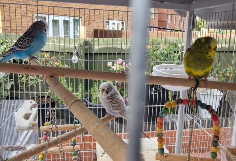Cockatiel and budgies 