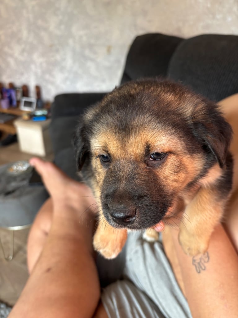Collie x German shepherd puppies