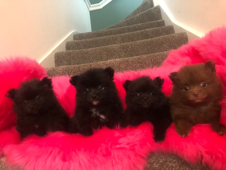 Teddy Bears available 🐶Pomeranian tiny puppies 