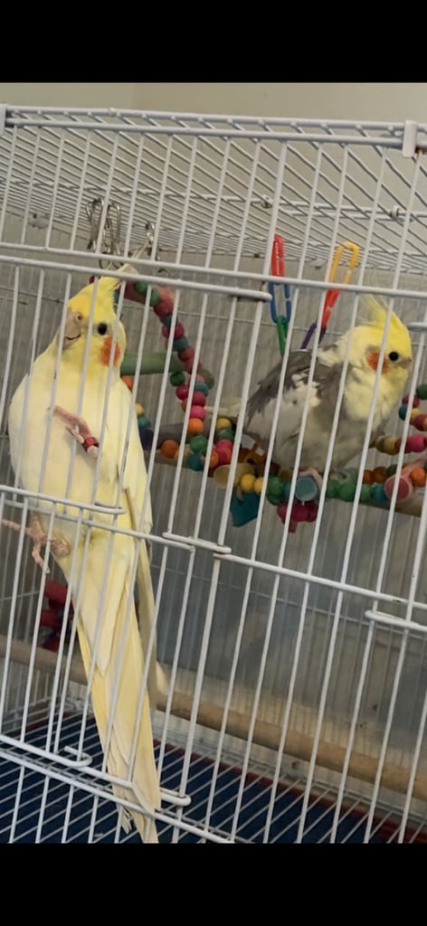 image for Cockatiels 