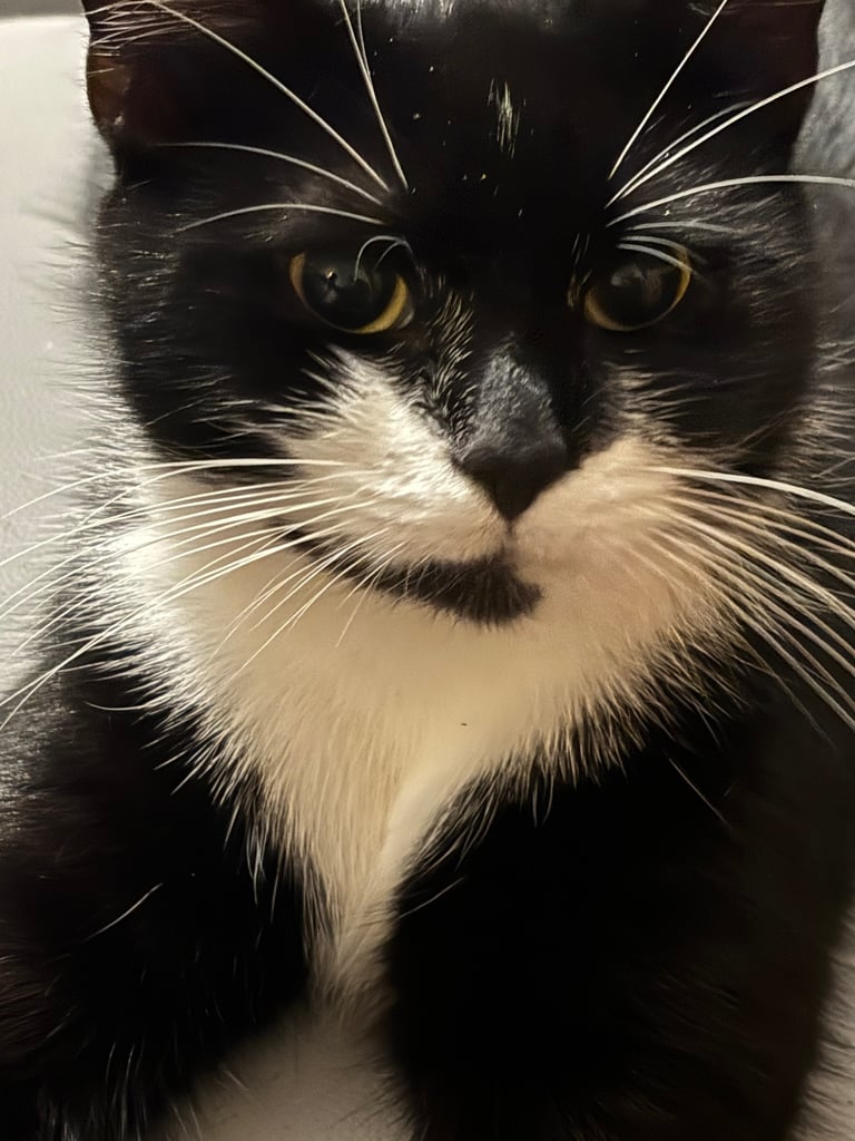 Cat 3years old Needs rehoming 