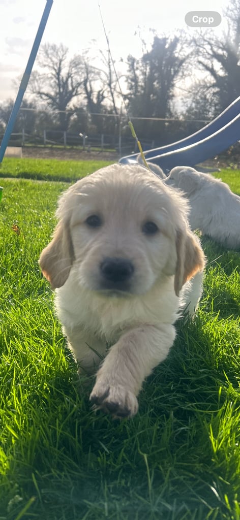 Golden retriever puppies 