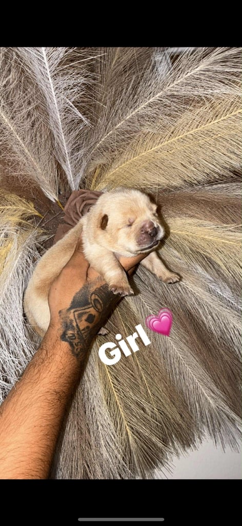 image for Chow chow puppies