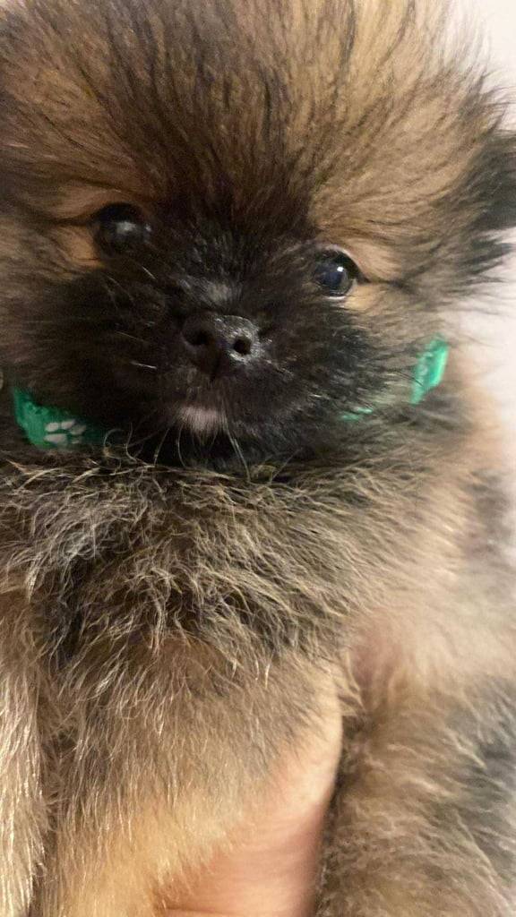 Pomeranian puppies - AVAILABLE 