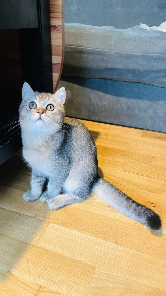 British Shorthair girls and boy looking for a new home
