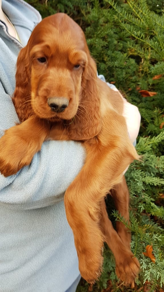 Irish setter for sale sales gumtree