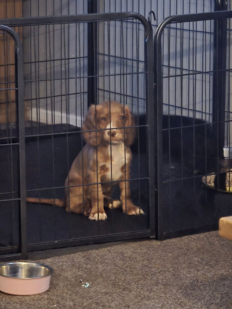 Gorgeous cocker spaniel 