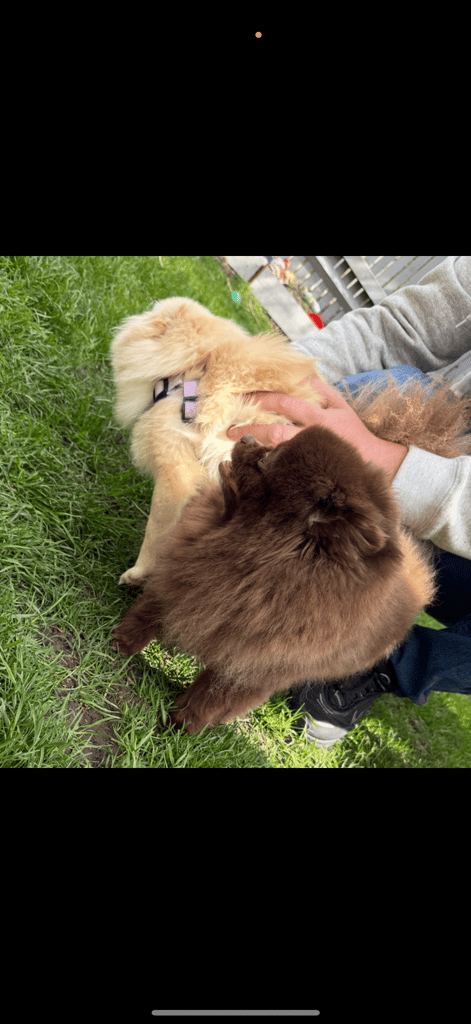 Stunning xxs Pomeranian baby boy