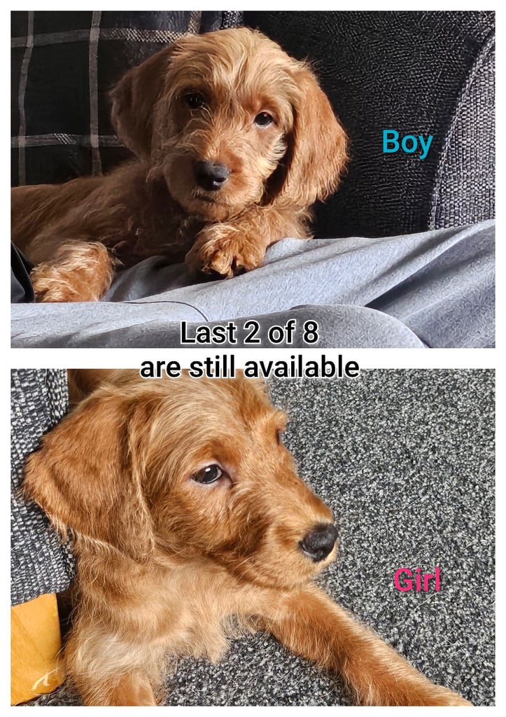 2 Labradoodle puppies Left Boy & Girl