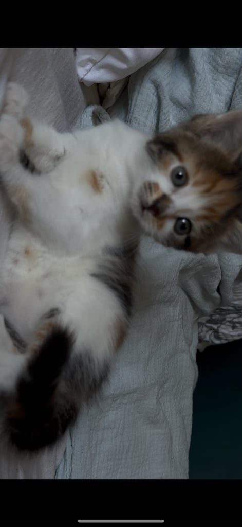 Kitten for sale! 