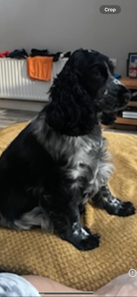 Show cocker pups 