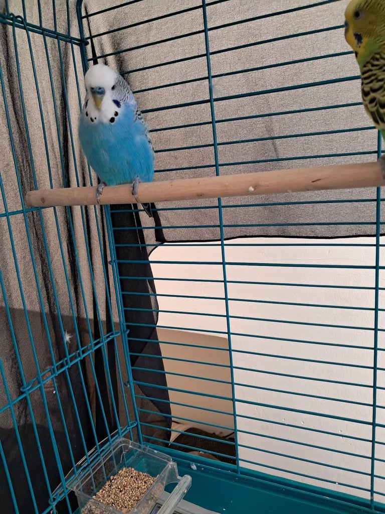 Two budgies must go together