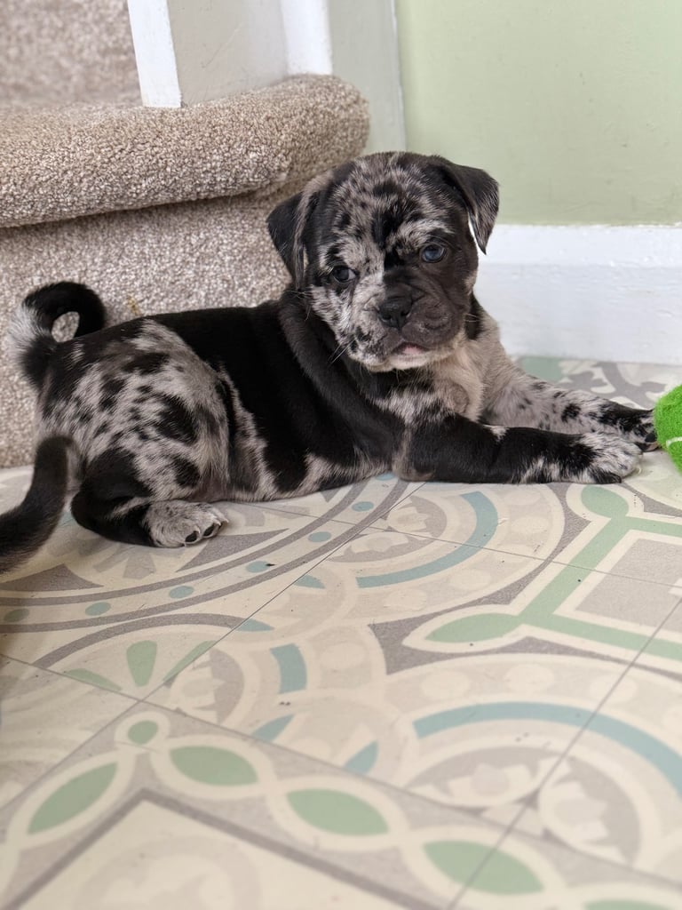 7 Adorable Olde English Bulldog/ French / Pug Bulldog puppies for sale ❤️