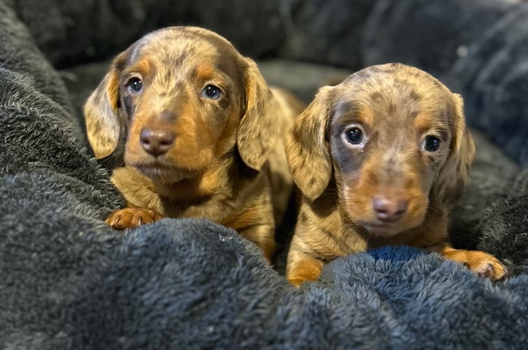 Stunning Mini Smooth Dachshund Pupies