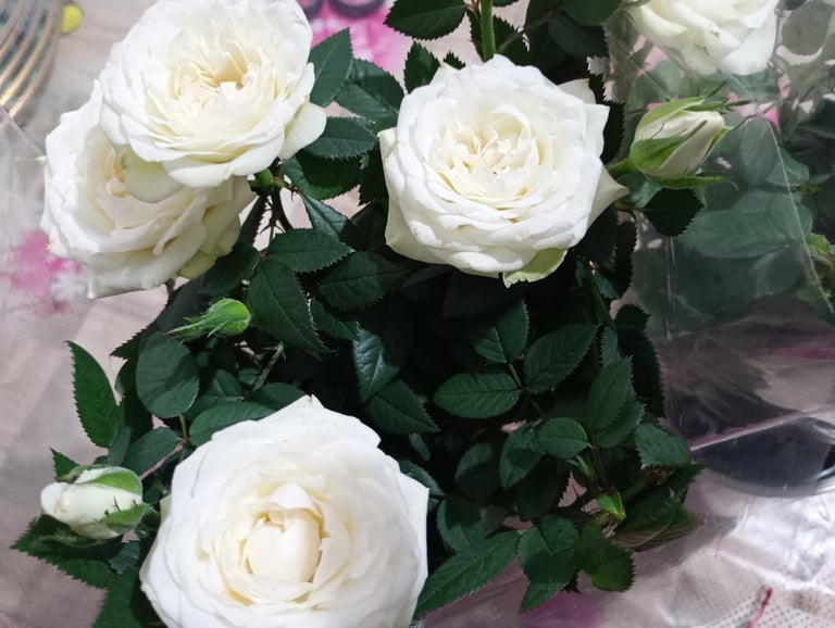 M and S white rose plant in ceramic pot 
