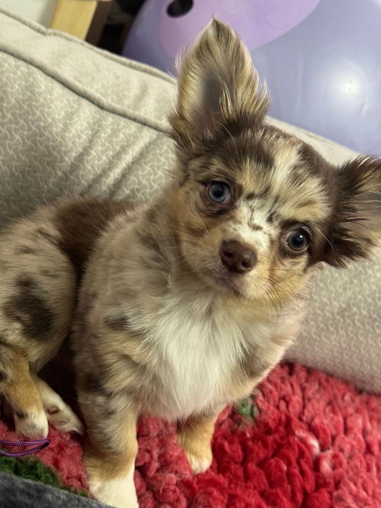 READY TO GO Chihuahua Longhair Tiny Chocolate Merle Girl Blue Eye