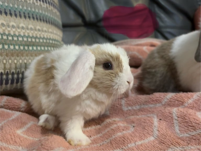 8 mini lop babies 