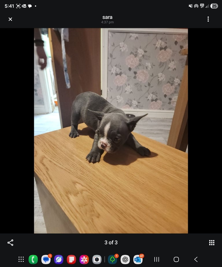 French Bulldog Puppies