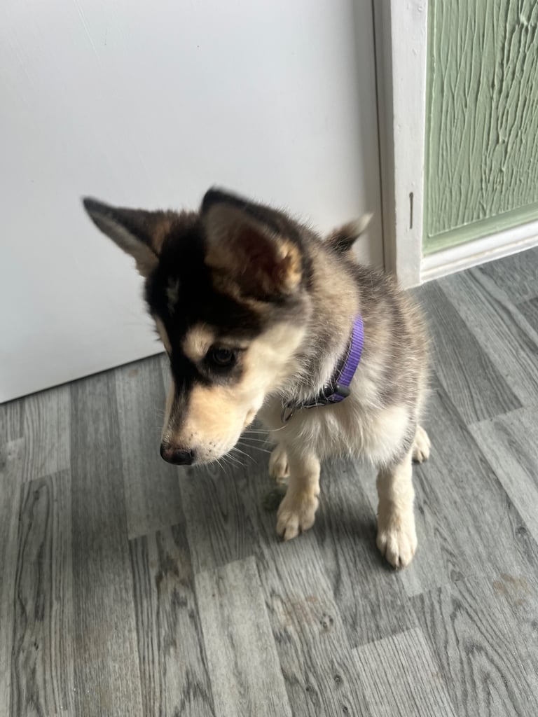 image for Husky x German shepherd pup for sale 4 months old
