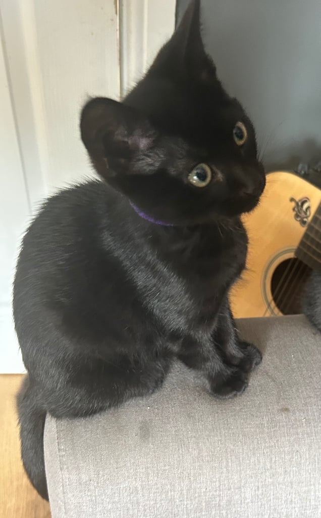 2 x Black Male Kittens 