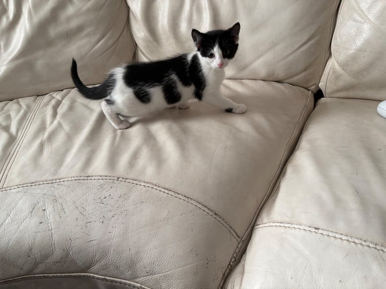 Kittens 9 weeks ready two go 