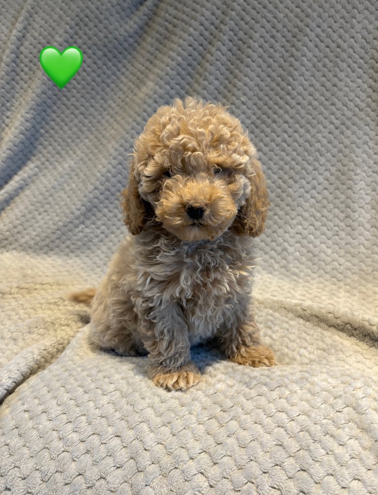F1B Cockapoo Puppies (3/4 Toy Poodle/Cockapoo)