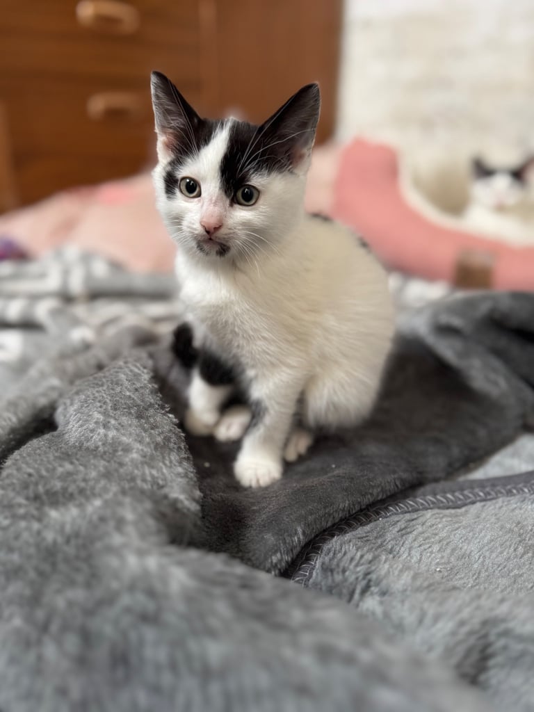 Two adorable 8-week-old European shorthair kittens – playful male duo! 🐱