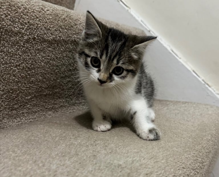 Domestic shorthair kitten 