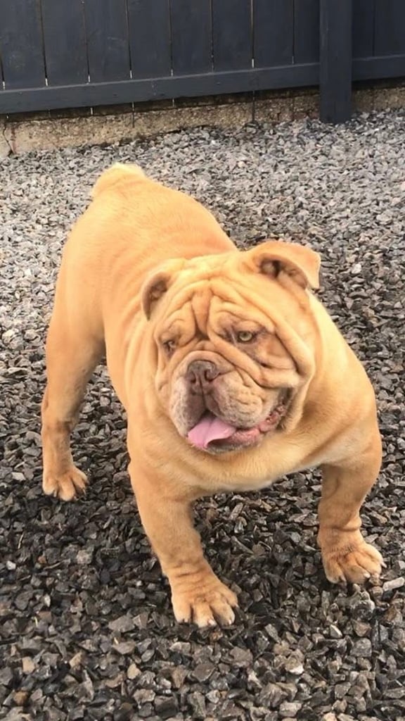 Minibull bulldog puppies 