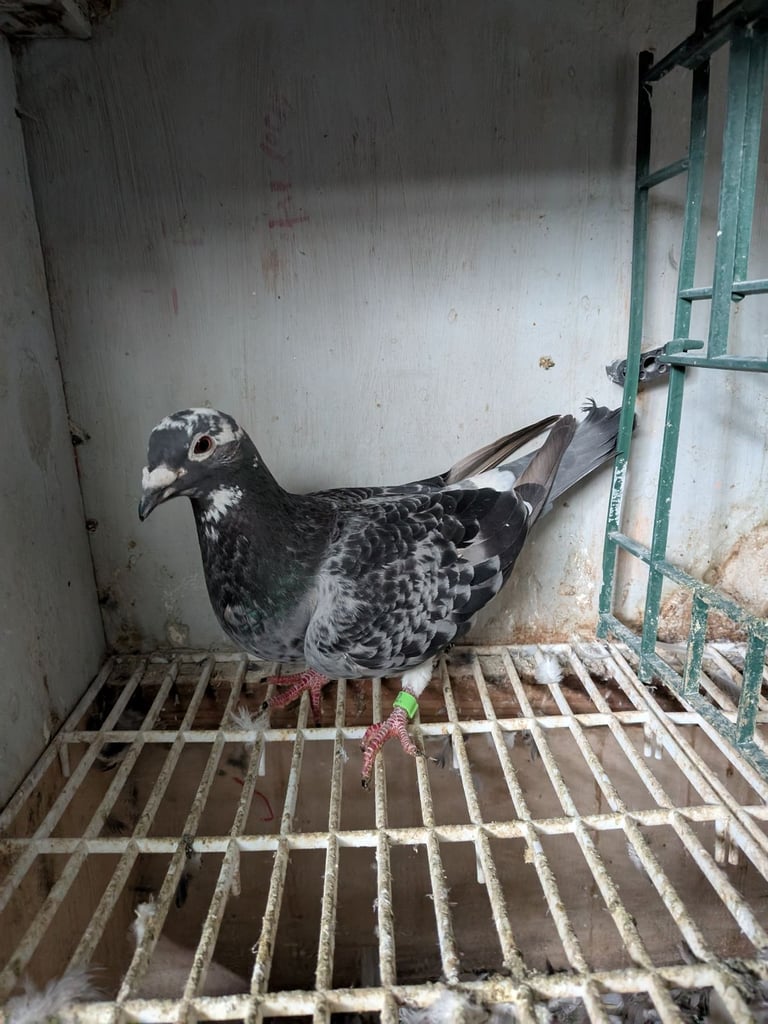 Pigeons for sale