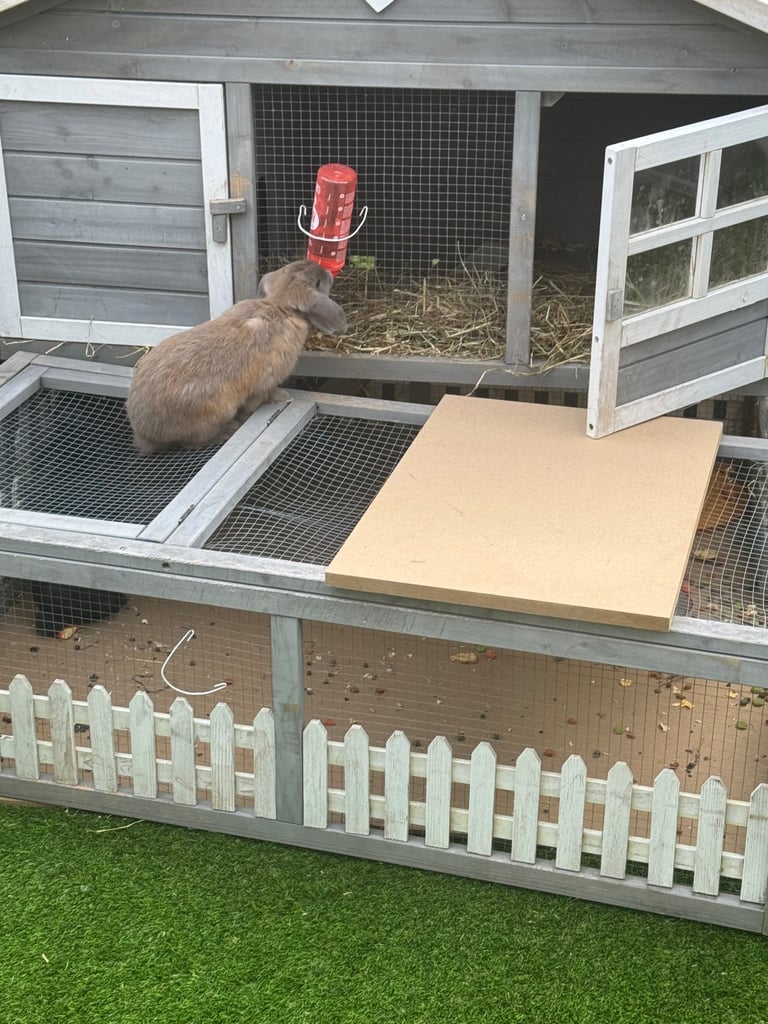 image for Rabbit hutch and run 