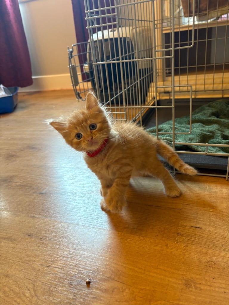*1 girl kitten left*
