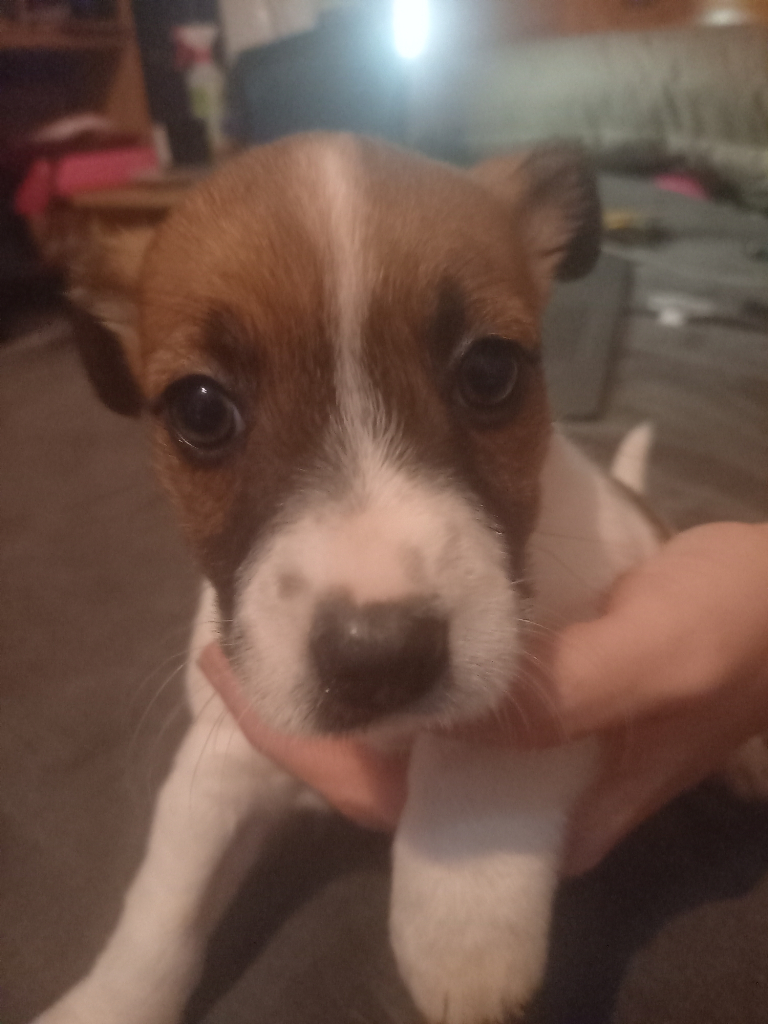 Jack russell | Dogs & Puppies for Sale - Gumtree