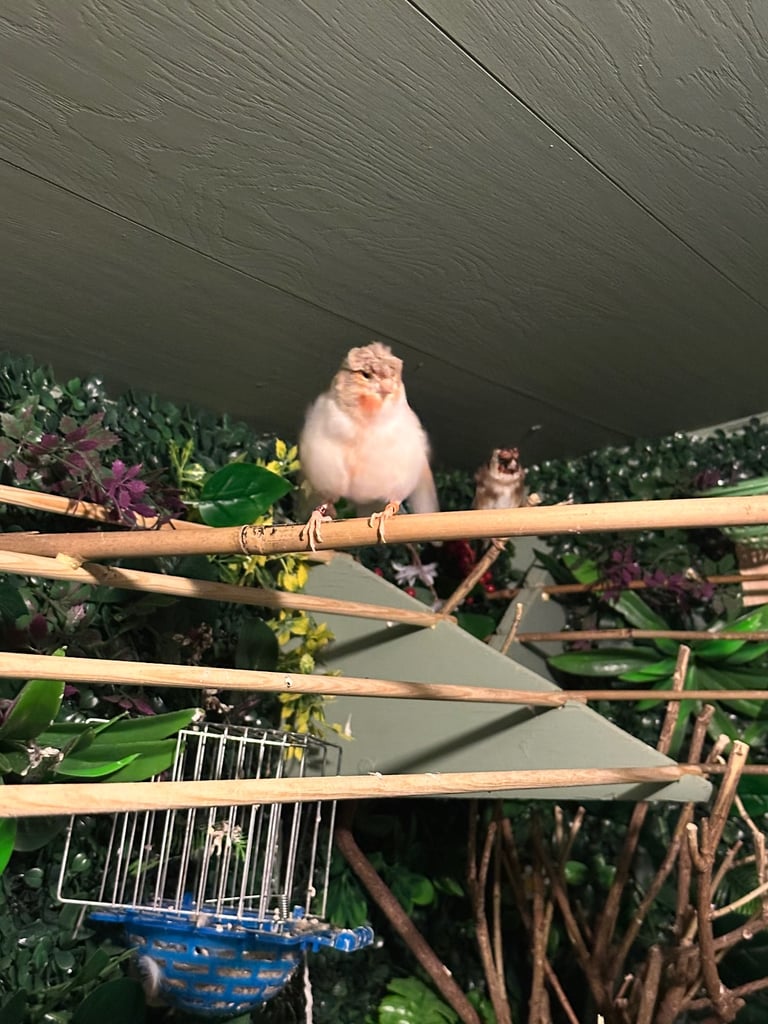 image for Birds 
