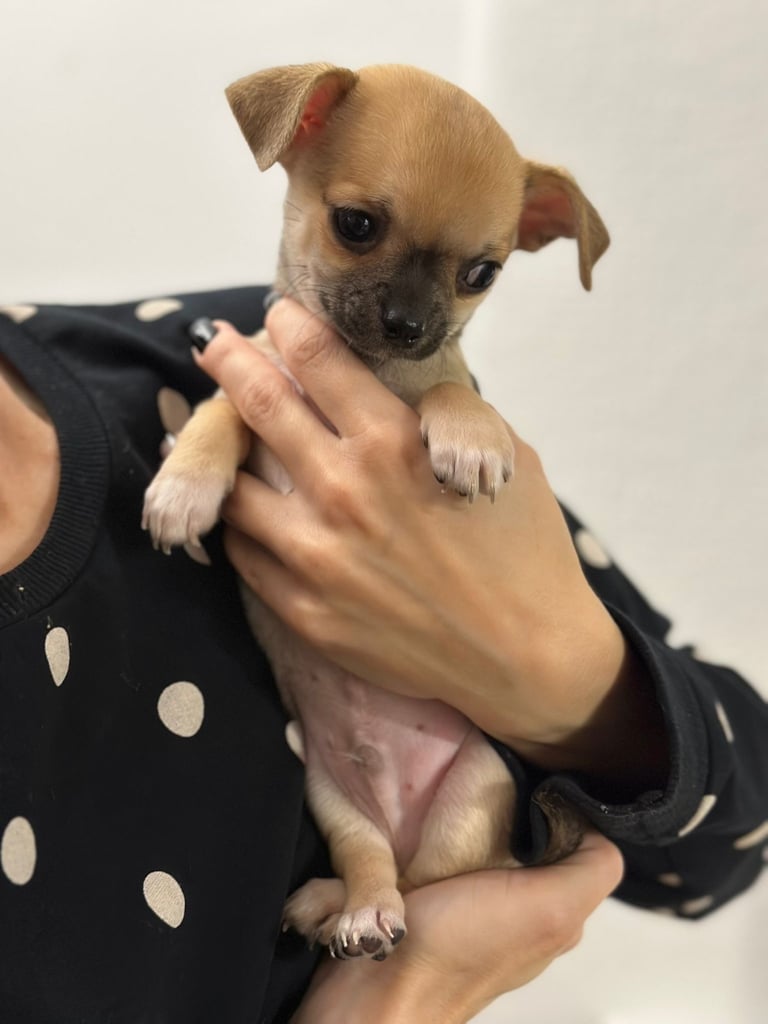 PLEASE READ! Pure bred Chihuahua puppies