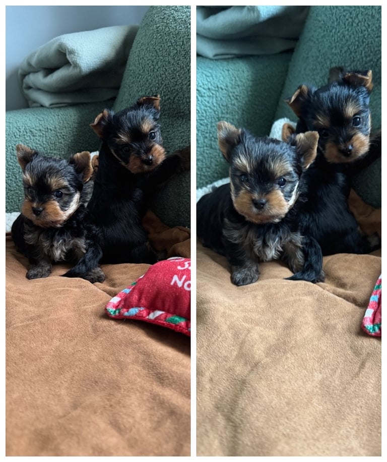 💙Boy and ❤️Girl mini Yorkshire terrier 
