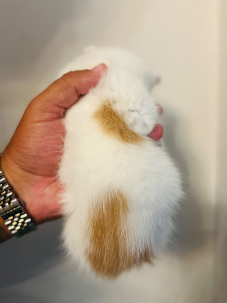 Rag doll cross kittens for sale 