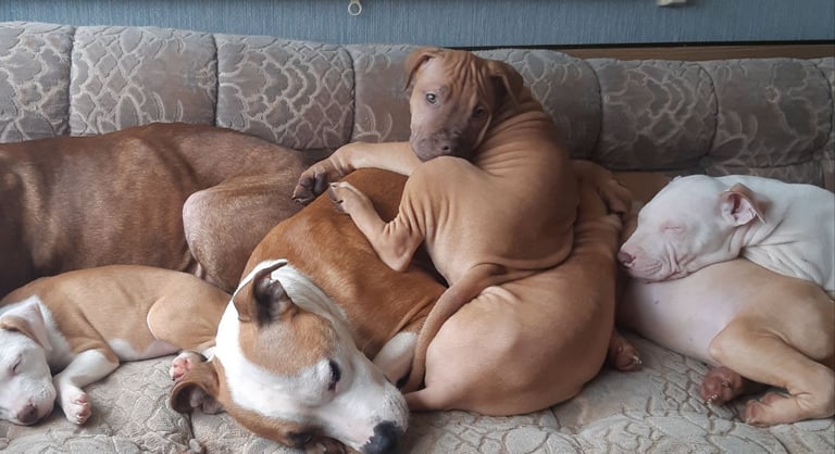 Presa cross puppies looking for homes 