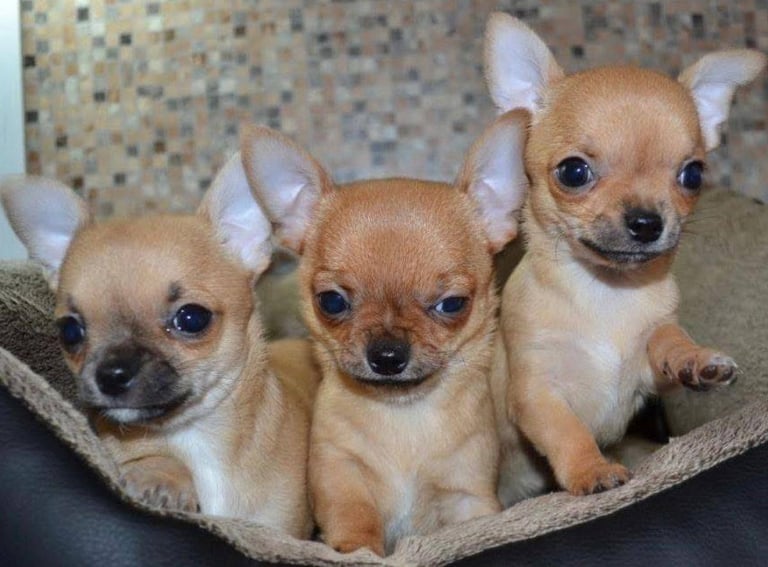 Chihuahua puppies 