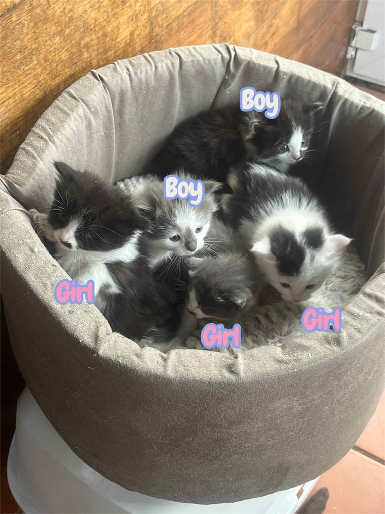 Fluffy Kittens
