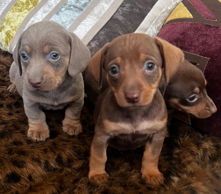 Kc registered dachshund puppies for sale best sale