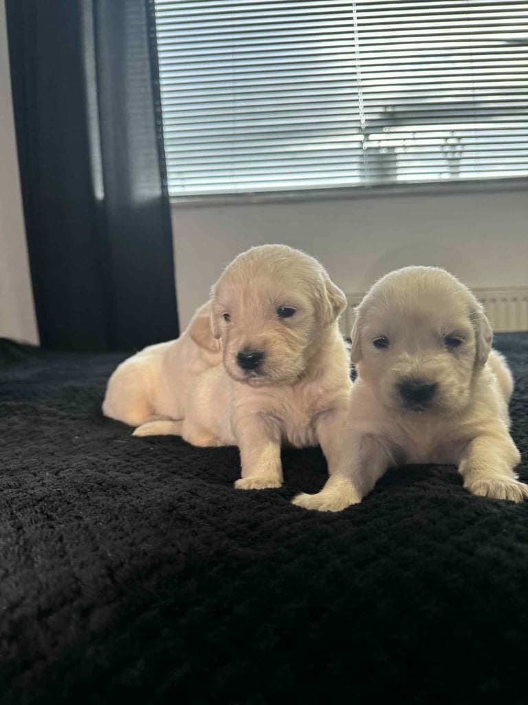 3 Golden Retriver Puppy’s 