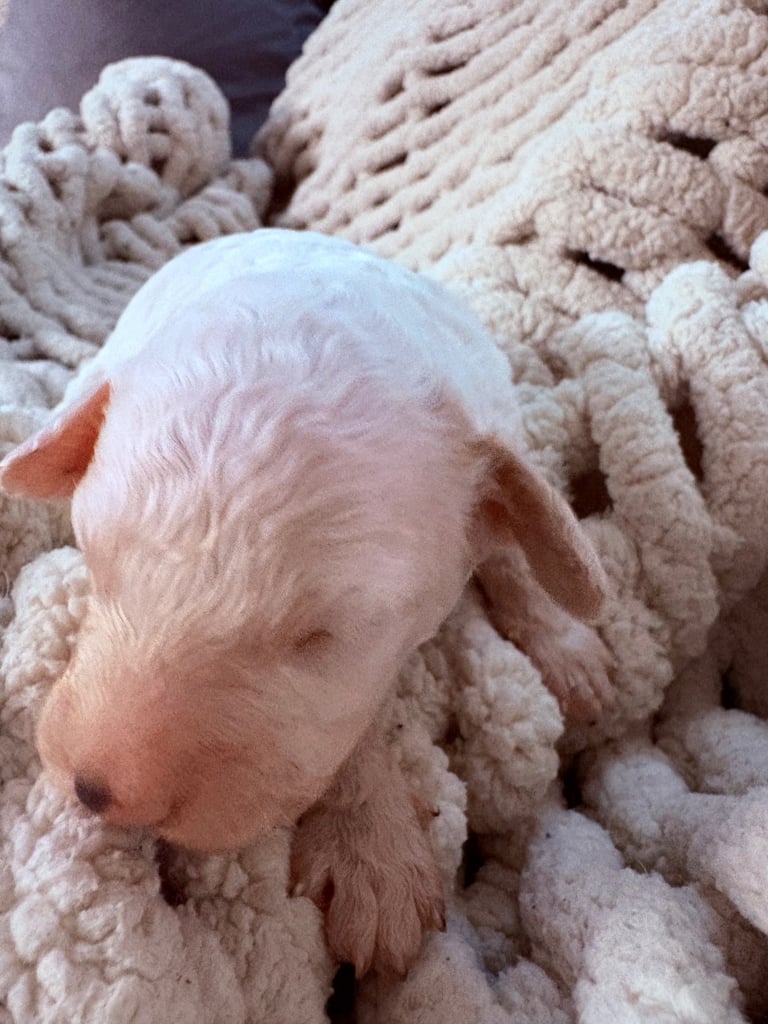 F2 Sproodle Puppies 